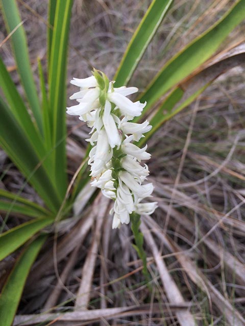 Spiranthes magnicamporum (Great plains ladies'-tresses) #65250