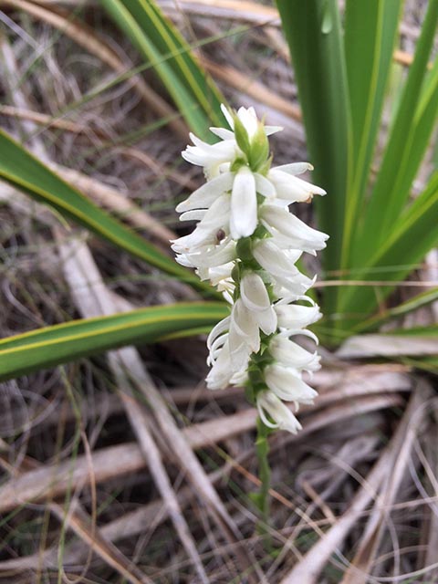 Spiranthes magnicamporum (Great plains ladies'-tresses) #65251