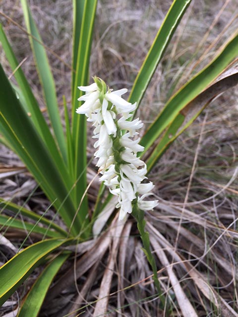 Spiranthes magnicamporum (Great plains ladies'-tresses) #65252