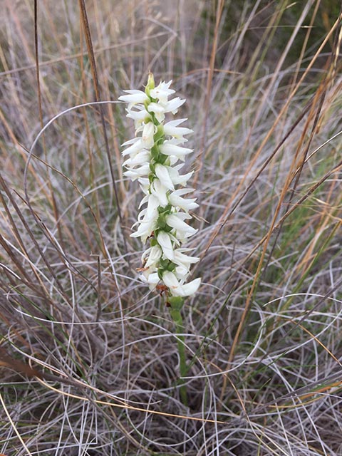 Spiranthes magnicamporum (Great plains ladies'-tresses) #65253