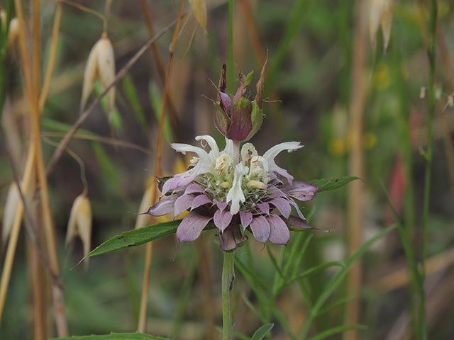 Monarda citriodora ssp. citriodora (Lemon beebalm) #65376