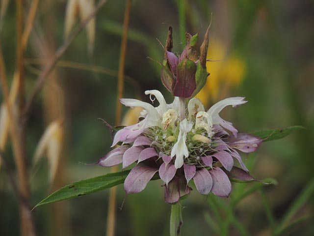 Monarda citriodora ssp. citriodora (Lemon beebalm) #65377