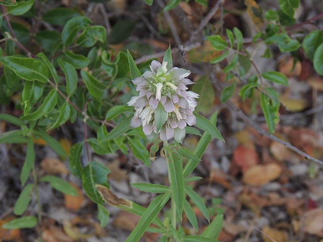 Monarda citriodora ssp. citriodora (Lemon beebalm) #65379