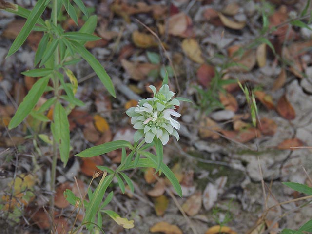 Monarda citriodora ssp. citriodora (Lemon beebalm) #65380