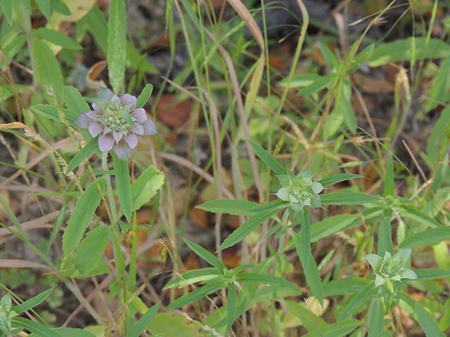 Monarda citriodora ssp. citriodora (Lemon beebalm) #65381