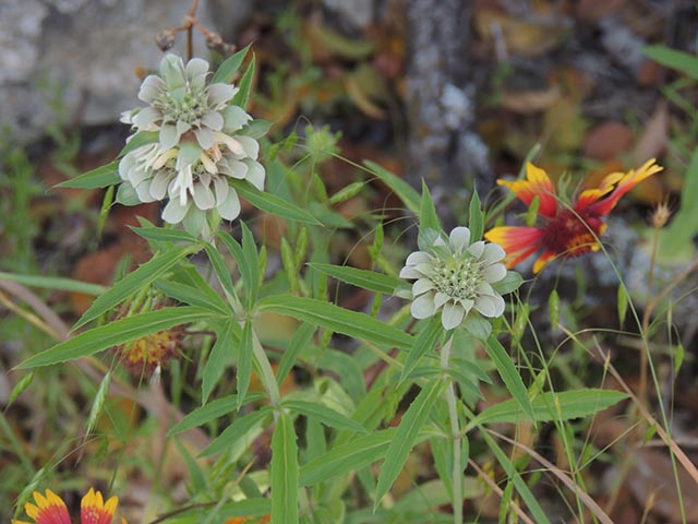 Monarda citriodora ssp. citriodora (Lemon beebalm) #65382