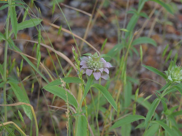 Monarda citriodora ssp. citriodora (Lemon beebalm) #65383