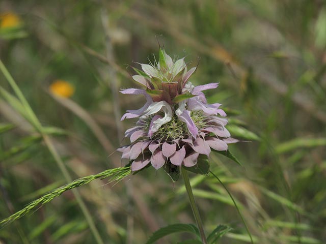 Monarda citriodora ssp. citriodora (Lemon beebalm) #65386