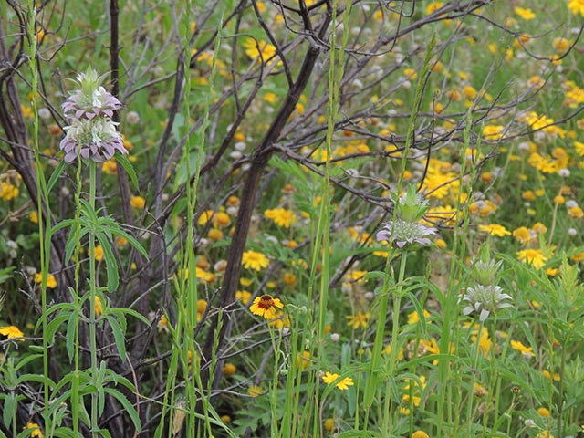 Monarda citriodora ssp. citriodora (Lemon beebalm) #65388