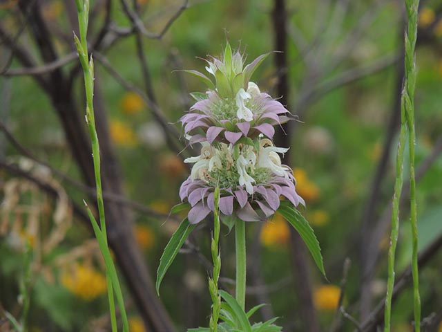 Monarda citriodora ssp. citriodora (Lemon beebalm) #65389