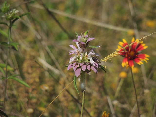 Monarda citriodora ssp. citriodora (Lemon beebalm) #65390