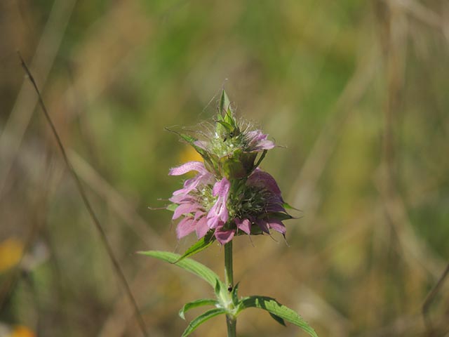 Monarda citriodora ssp. citriodora (Lemon beebalm) #65391