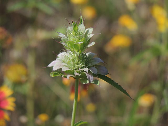 Monarda citriodora ssp. citriodora (Lemon beebalm) #65392