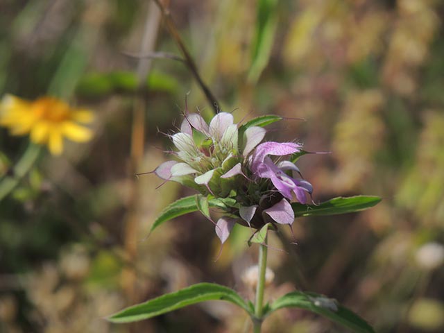 Monarda citriodora ssp. citriodora (Lemon beebalm) #65393