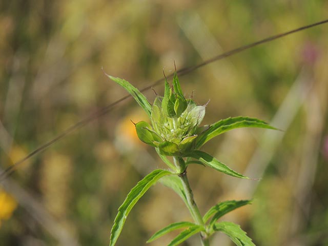 Monarda citriodora ssp. citriodora (Lemon beebalm) #65395