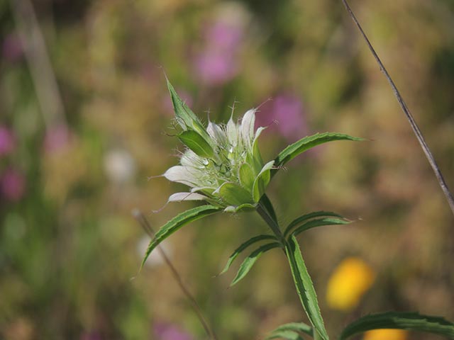 Monarda citriodora ssp. citriodora (Lemon beebalm) #65397