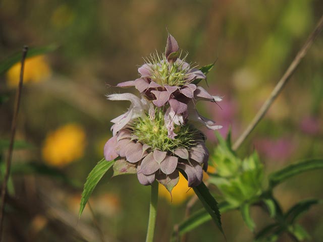 Monarda citriodora ssp. citriodora (Lemon beebalm) #65398