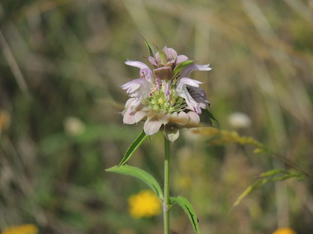 Monarda citriodora ssp. citriodora (Lemon beebalm) #65399