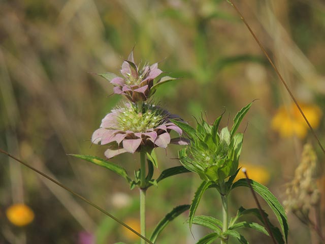 Monarda citriodora ssp. citriodora (Lemon beebalm) #65400