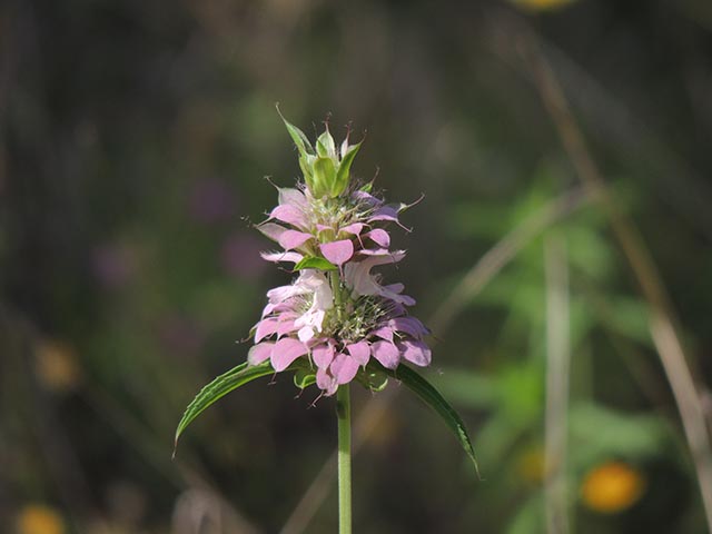 Monarda citriodora ssp. citriodora (Lemon beebalm) #65401