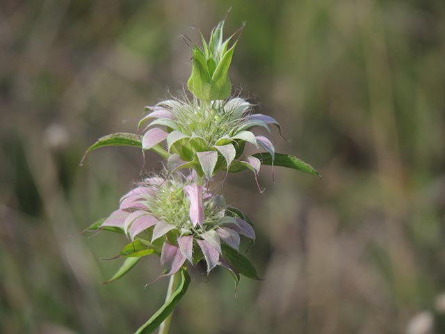 Monarda citriodora ssp. citriodora (Lemon beebalm) #65402