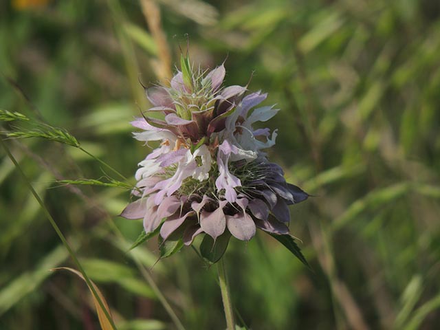 Monarda citriodora ssp. citriodora (Lemon beebalm) #65403