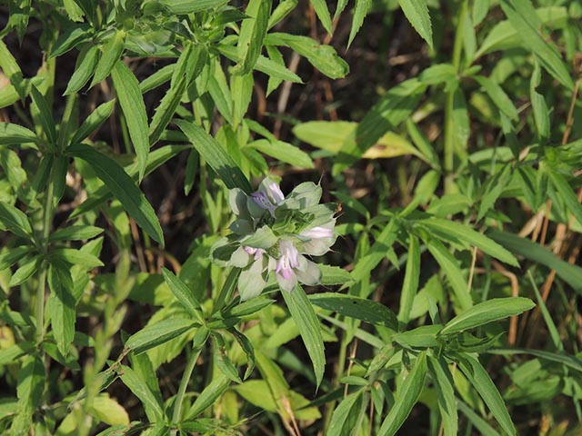 Monarda citriodora ssp. citriodora (Lemon beebalm) #65404