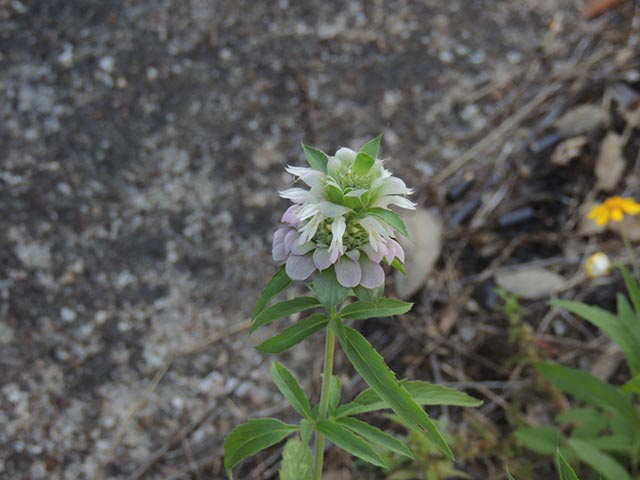 Monarda citriodora ssp. citriodora (Lemon beebalm) #65406