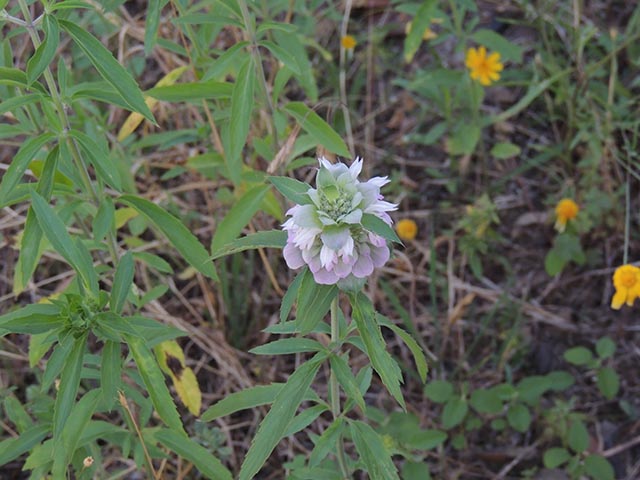 Monarda citriodora ssp. citriodora (Lemon beebalm) #65407