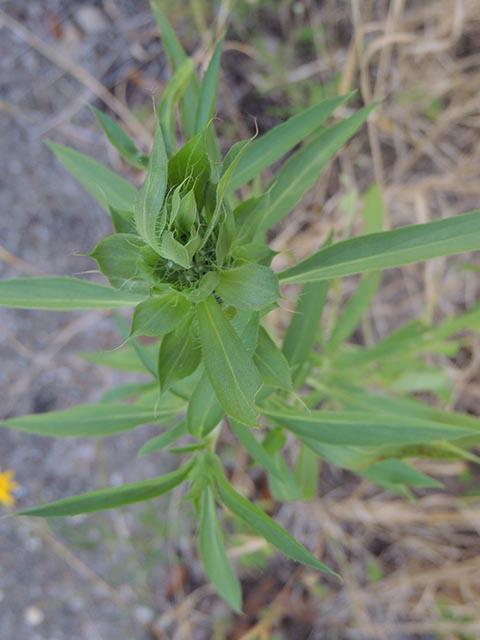 Monarda citriodora ssp. citriodora (Lemon beebalm) #65408