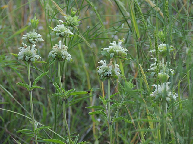 Monarda citriodora ssp. citriodora (Lemon beebalm) #65410