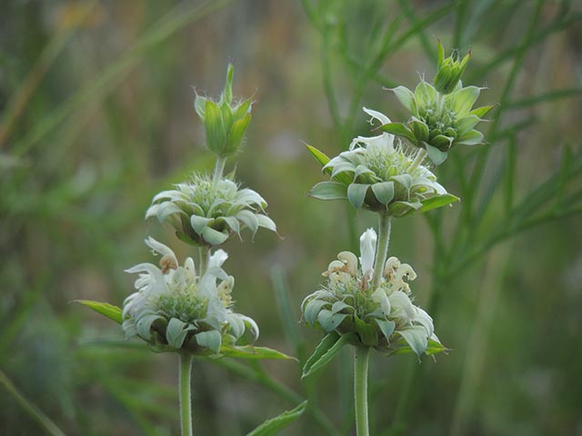 Monarda citriodora ssp. citriodora (Lemon beebalm) #65411