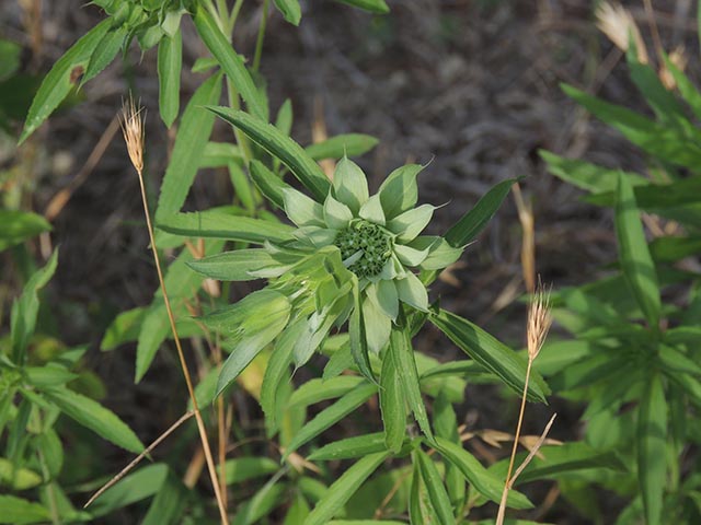 Monarda citriodora ssp. citriodora (Lemon beebalm) #65412