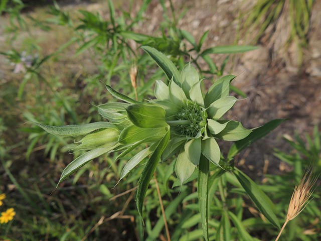 Monarda citriodora ssp. citriodora (Lemon beebalm) #65413