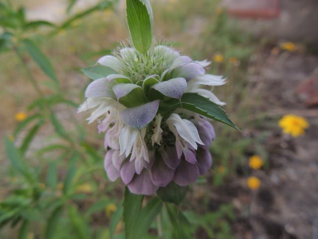 Monarda citriodora ssp. citriodora (Lemon beebalm) #65414