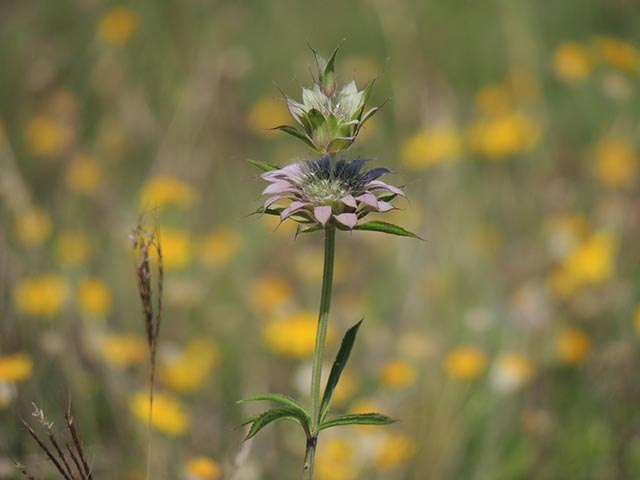 Monarda citriodora ssp. citriodora (Lemon beebalm) #65415