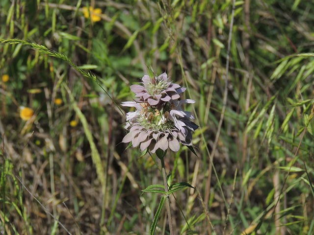 Monarda citriodora ssp. citriodora (Lemon beebalm) #65416