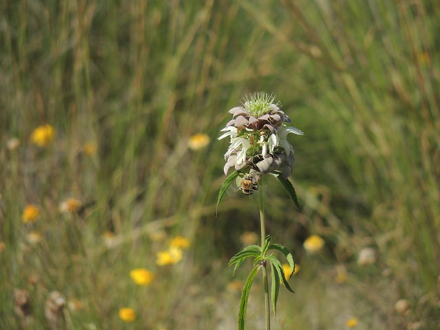 Monarda citriodora ssp. citriodora (Lemon beebalm) #65417