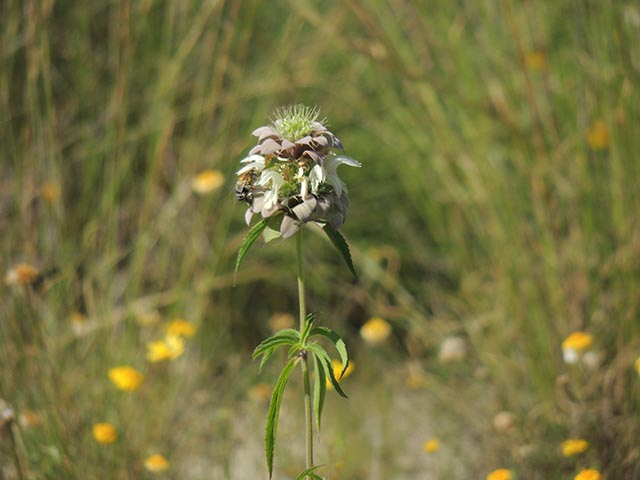 Monarda citriodora ssp. citriodora (Lemon beebalm) #65418