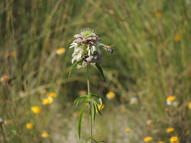 Monarda citriodora ssp. citriodora (Lemon beebalm) #65419