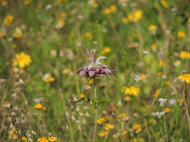 Monarda citriodora ssp. citriodora (Lemon beebalm) #65420