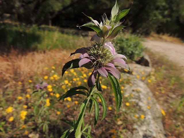 Monarda citriodora ssp. citriodora (Lemon beebalm) #65421