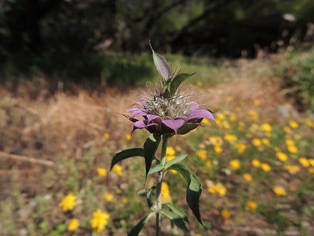 Monarda citriodora ssp. citriodora (Lemon beebalm) #65422