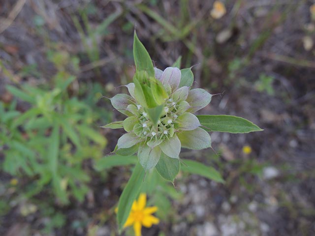 Monarda citriodora ssp. citriodora (Lemon beebalm) #65423