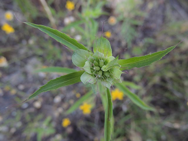 Monarda citriodora ssp. citriodora (Lemon beebalm) #65424