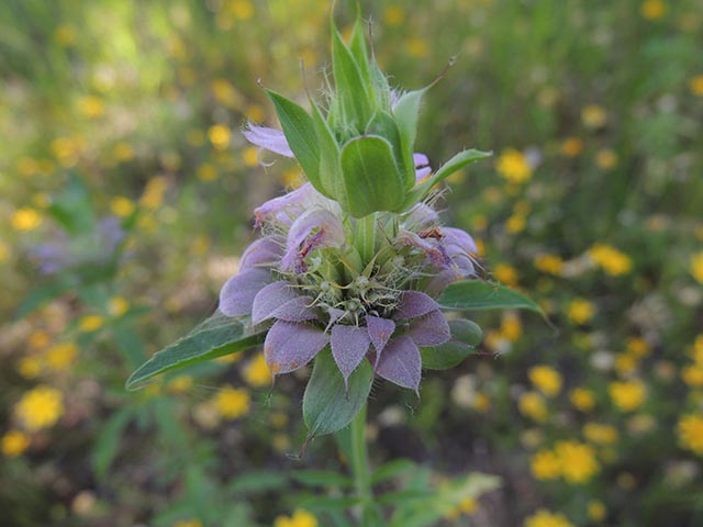 Monarda citriodora ssp. citriodora (Lemon beebalm) #65425