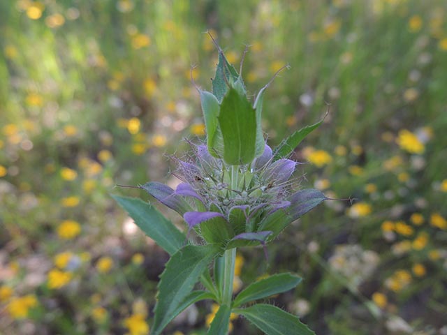 Monarda citriodora ssp. citriodora (Lemon beebalm) #65426