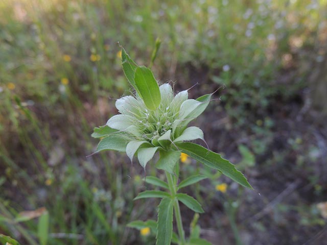 Monarda citriodora ssp. citriodora (Lemon beebalm) #65427