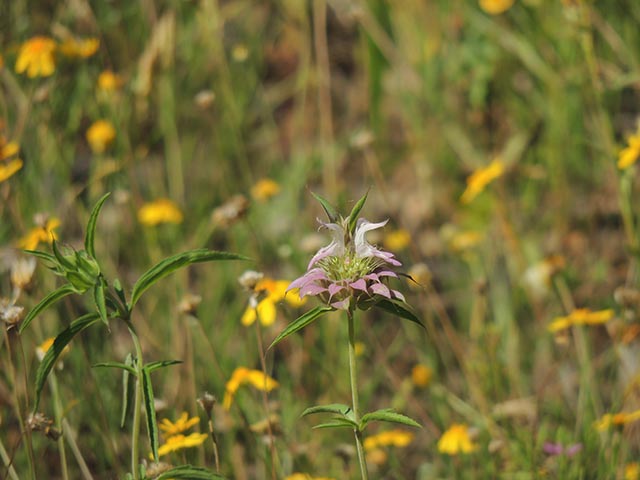 Monarda citriodora ssp. citriodora (Lemon beebalm) #65428