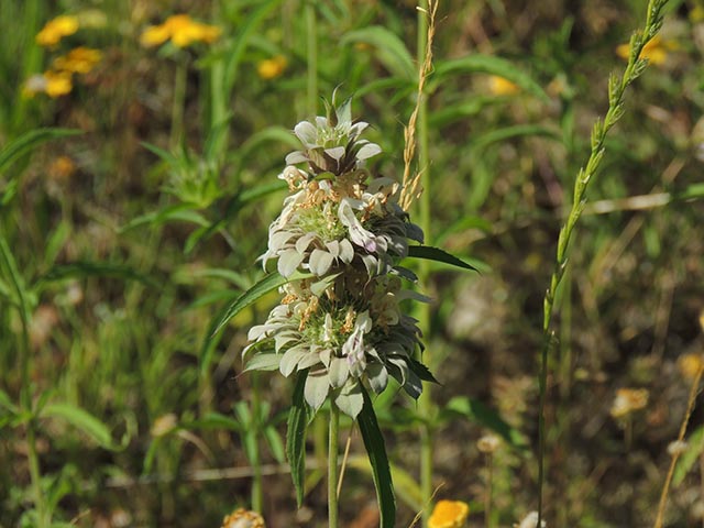 Monarda citriodora ssp. citriodora (Lemon beebalm) #65429